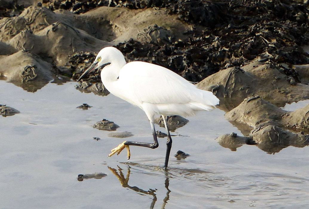 Aigrette sortie ornithologique st-pol